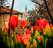 Новости с турецких берегов фото Фестиваль тюльпанов