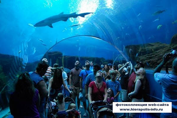 фотография  аквариум Turkuazoo в Стамбуле