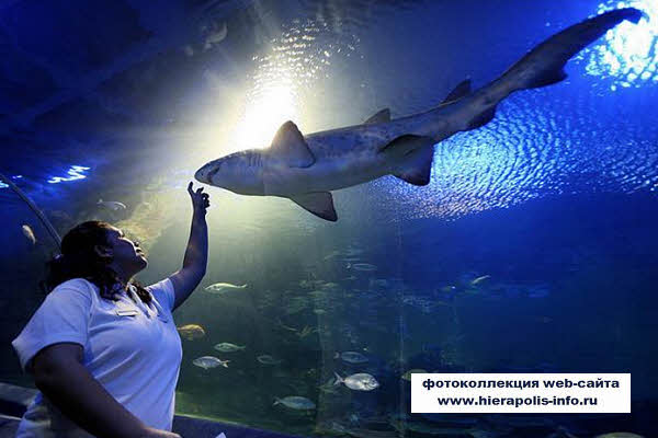 фото  аквариум Turkuazoo в Стамбуле